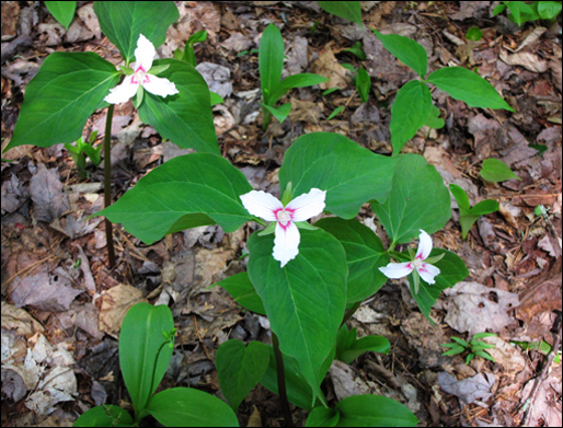 Adirondack Wildflowers:  Painted Trillium in bloom at the Paul Smiths VIC